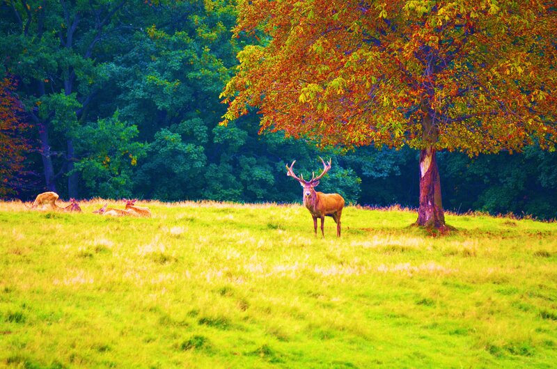Stag under Autumn Tree