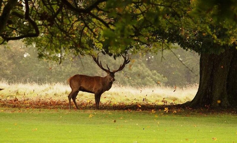 Stag under Tree