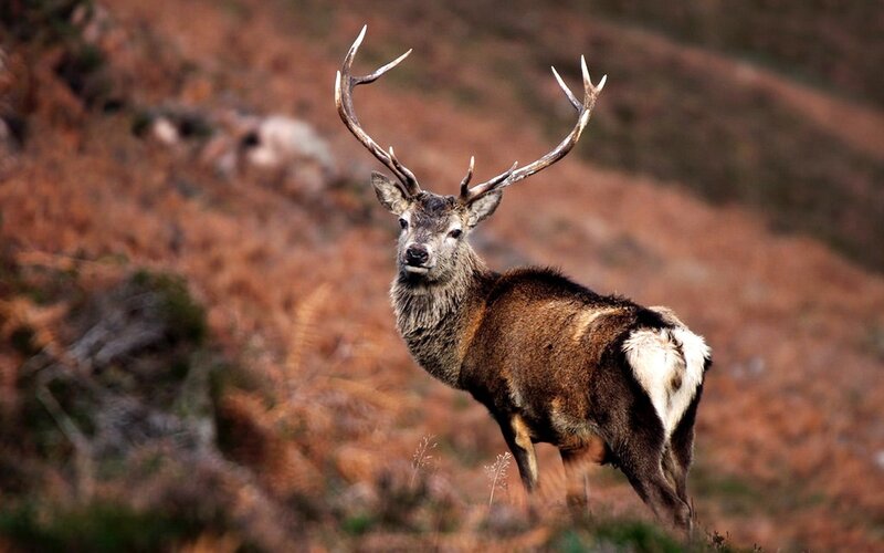 Stag with Antlers — Brown, Alert