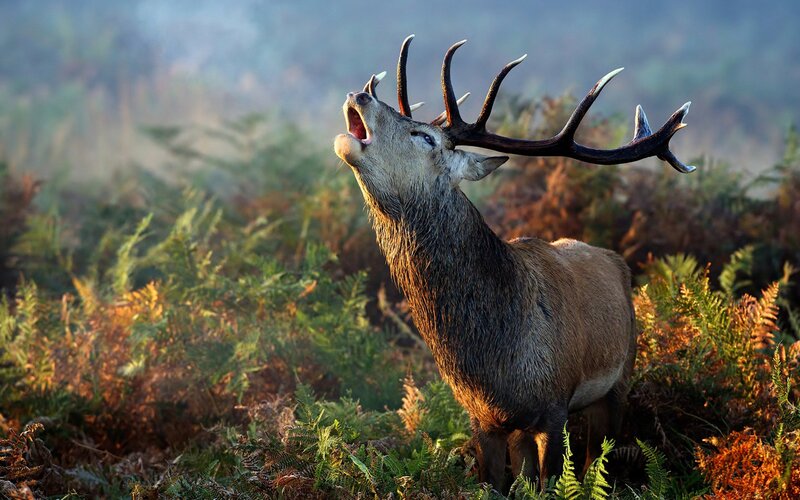 Stag with Antlers — Brown, Dramatic, Morning