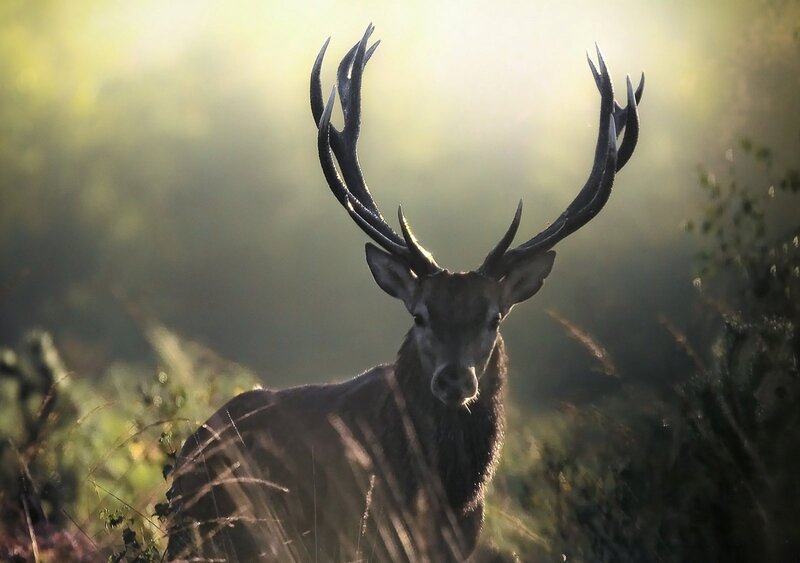 Stag with Antlers — Brown, Dramatic