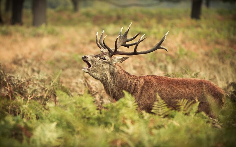 Stag with Antlers — Brown, Natural, Autumn