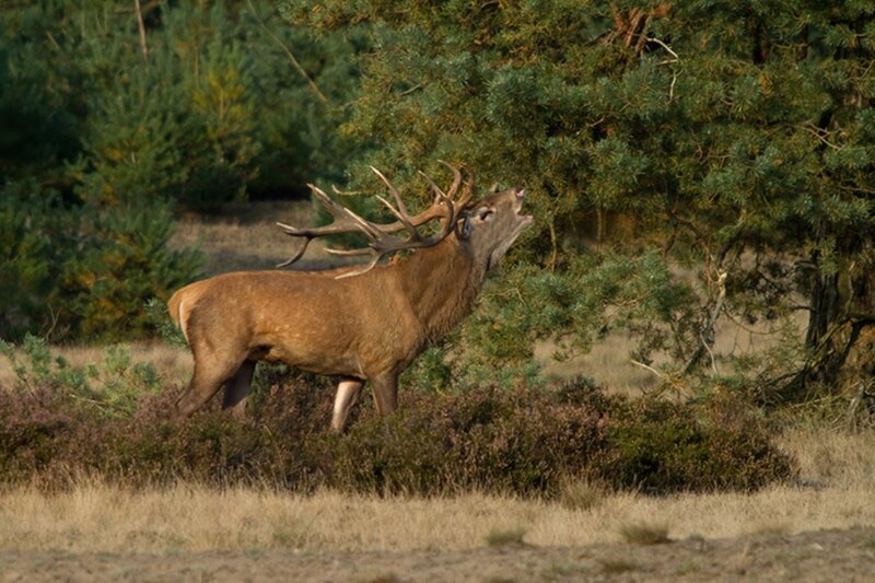 Stag with Antlers — Brown, Natural