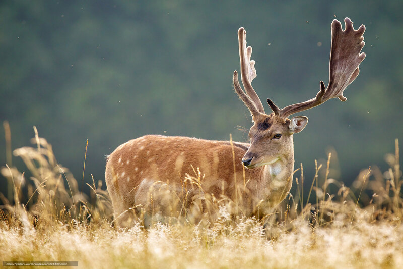 Stag with Antlers — Brown, Serene, Afternoon