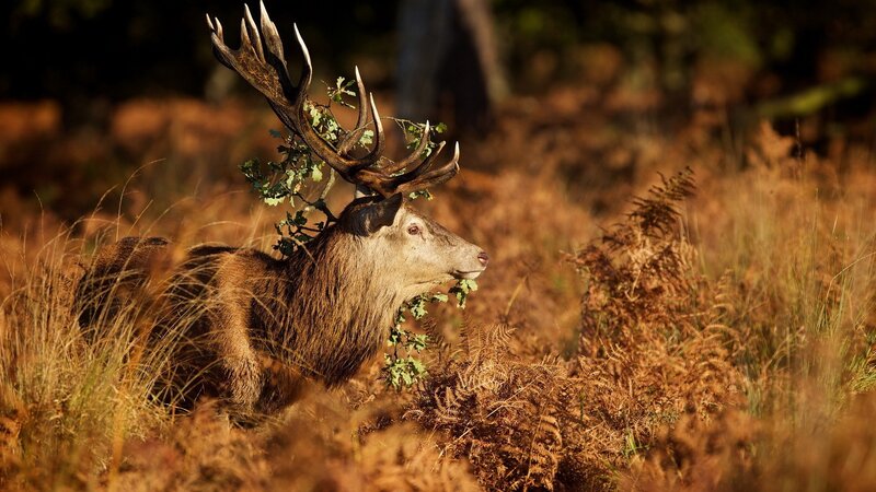 Stag with Antlers — Brown, Serene, Autumn