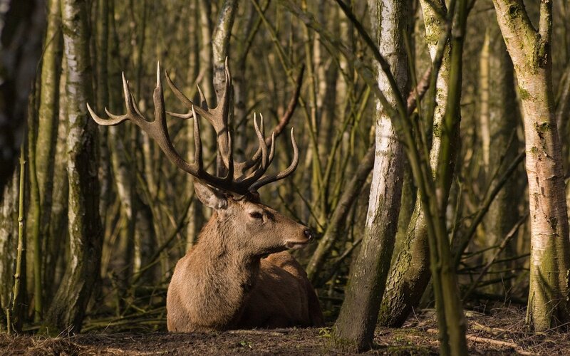 Stag with Antlers — Brown, Serene, Morning