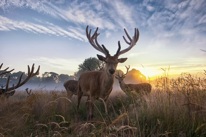 Stag with Antlers — Brown, Serene, Sunrise, Photograph, Deer