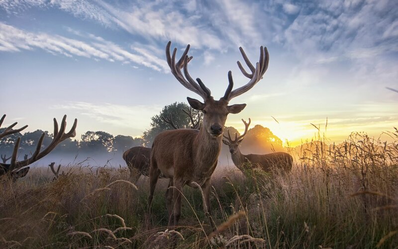 Stag with Antlers — Brown, Serene, Sunrise