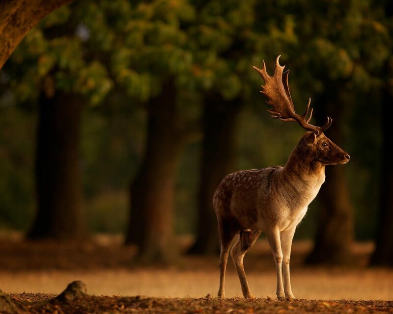Stag with Antlers — Brown, Serene, Sunset, Photograph