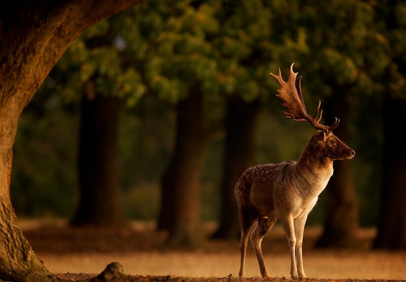 Stag with Antlers — Brown, Serene