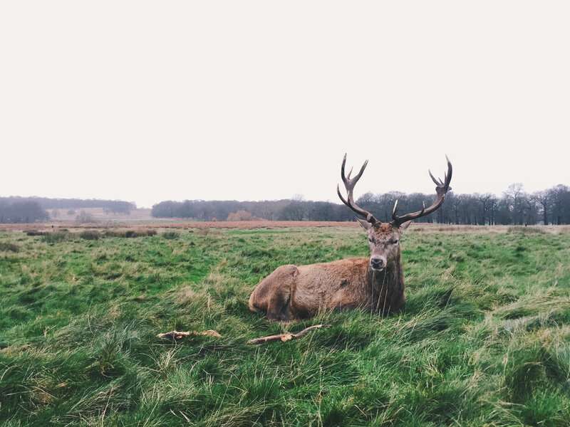 Stag with Antlers — Green, Calm, Autumn, Photograph