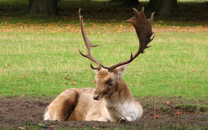 Stag with Antlers — Green, Calm