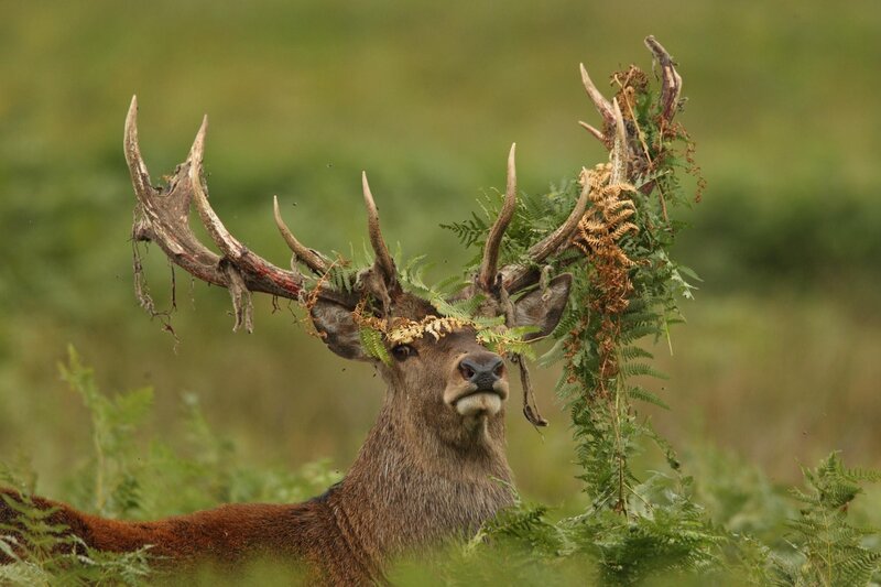 Stag with Antlers — Green, Natural