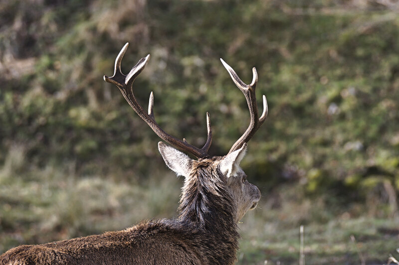 stag with antlers in profile
