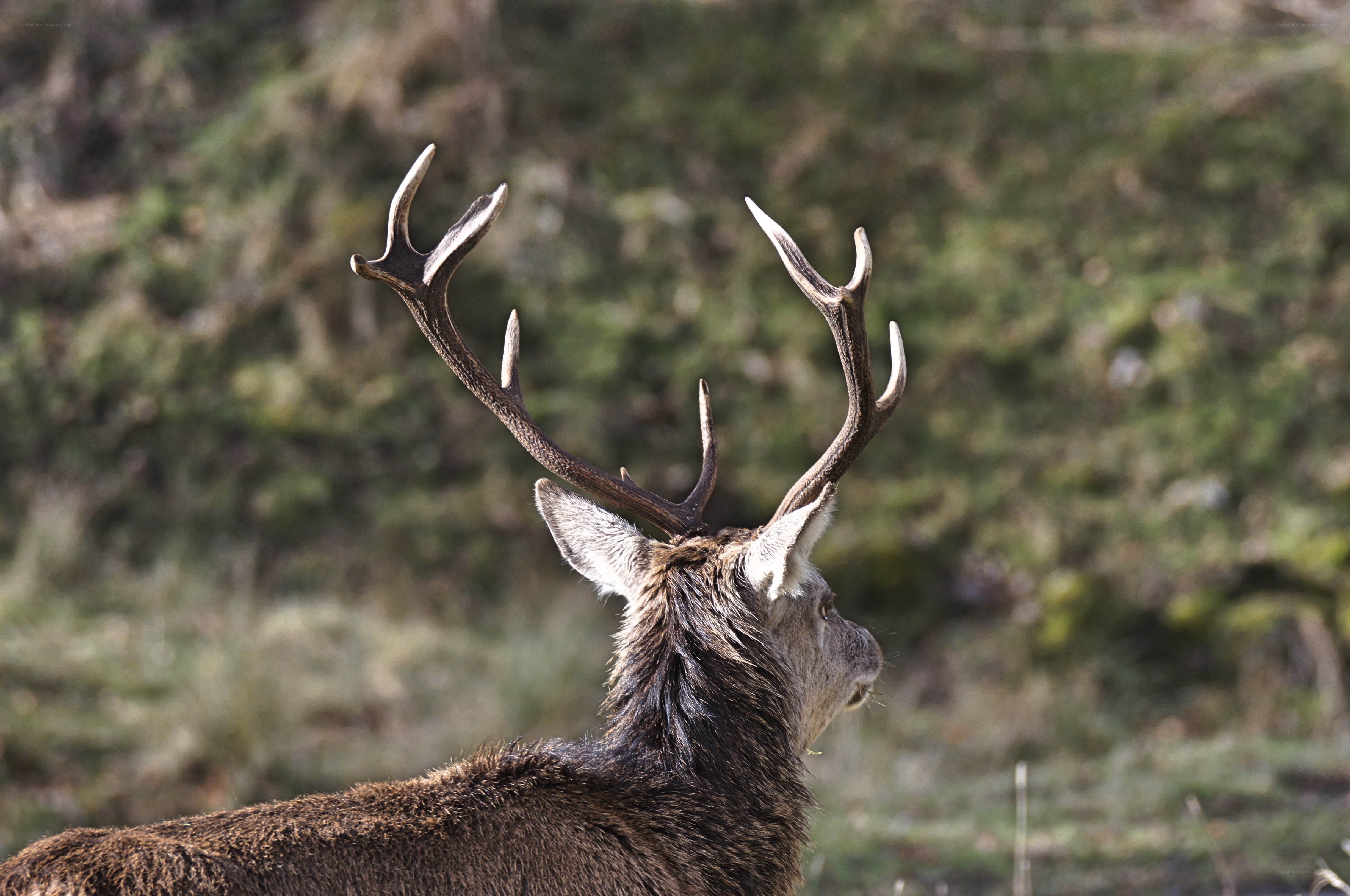 stag with antlers in profile