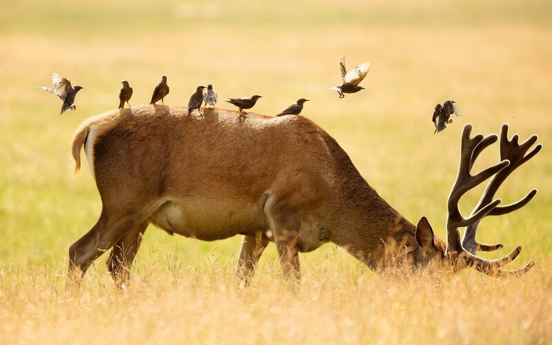 Stag with Birds — Brown, Serene, Afternoon