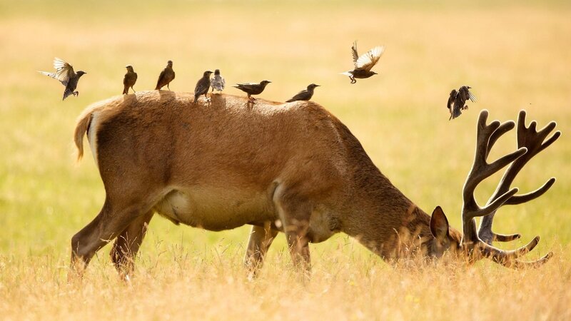Stag with Birds — Brown, Serene