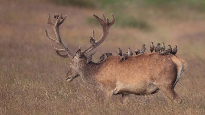 Stag with Birds — Brown