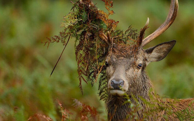 Stag with Ferns on Antlers — Green