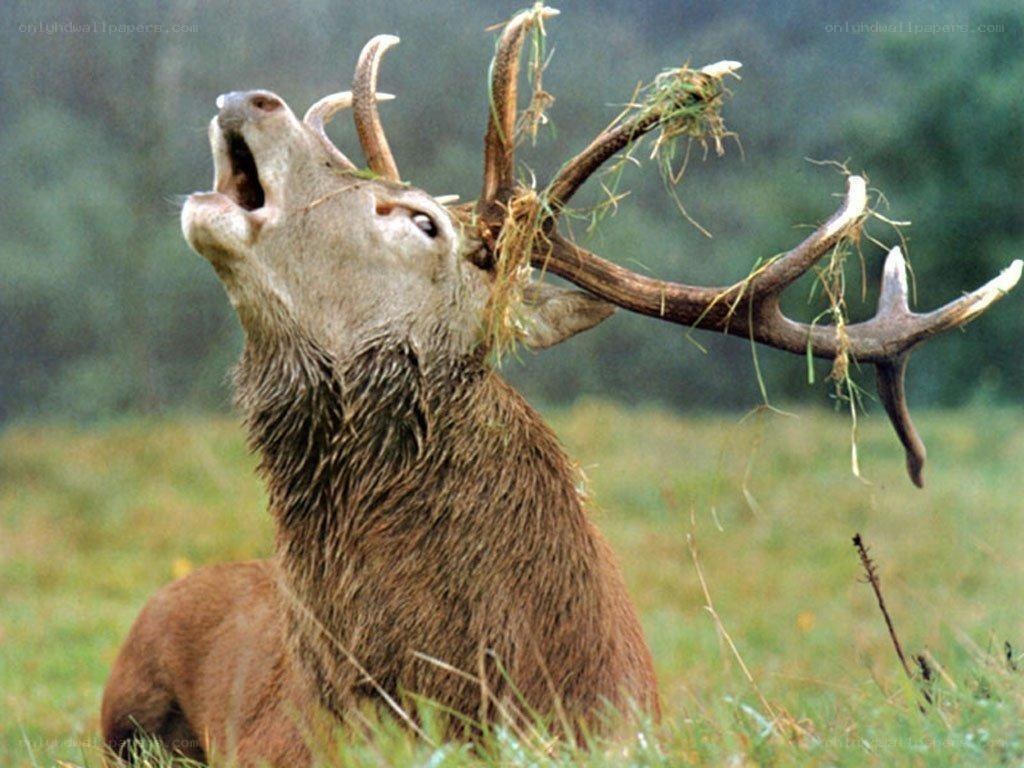 stag with grass on antlers