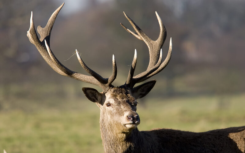 Stag with Large Antlers — Brown, Calm