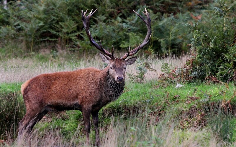 Stag with Large Antlers — Brown, Natural, Autumn