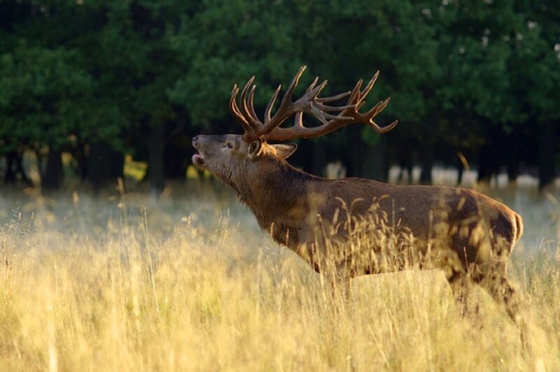 Stag with Large Antlers — Brown, Natural