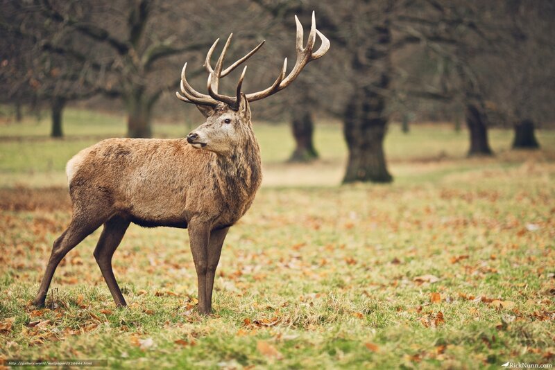 Stag with Large Antlers — Brown, Serene, Autumn, Photograph, Grass, Trees