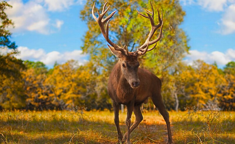 Stag with Large Antlers — Brown, Serene, Autumn