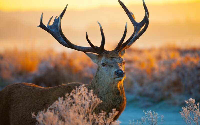 Stag with Large Antlers — Brown, Serene