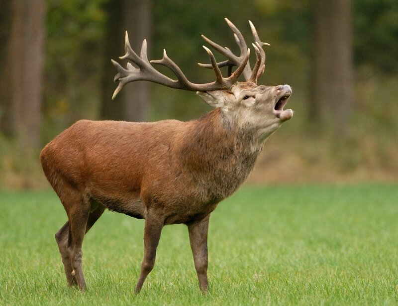 Stag with Large Antlers — Brown