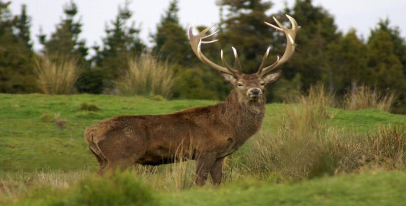 Stag with Large Antlers — Green, Calm, Afternoon, Photograph, Grass