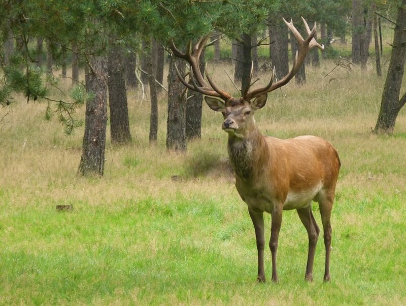 Stag with Large Antlers — Green, Calm, Afternoon