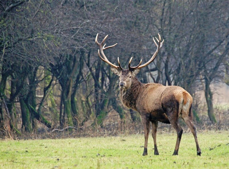 Stag with Large Antlers — Green, Calm