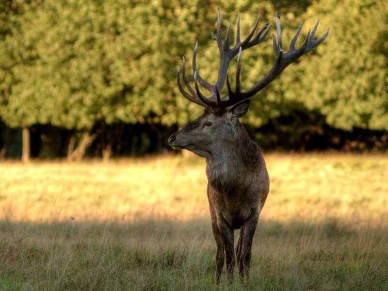 Stag with Large Antlers — Green, Serene, Afternoon, Photograph