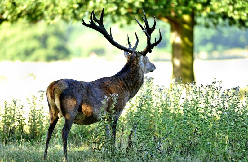 Stag with Large Antlers — Green, Serene, Afternoon