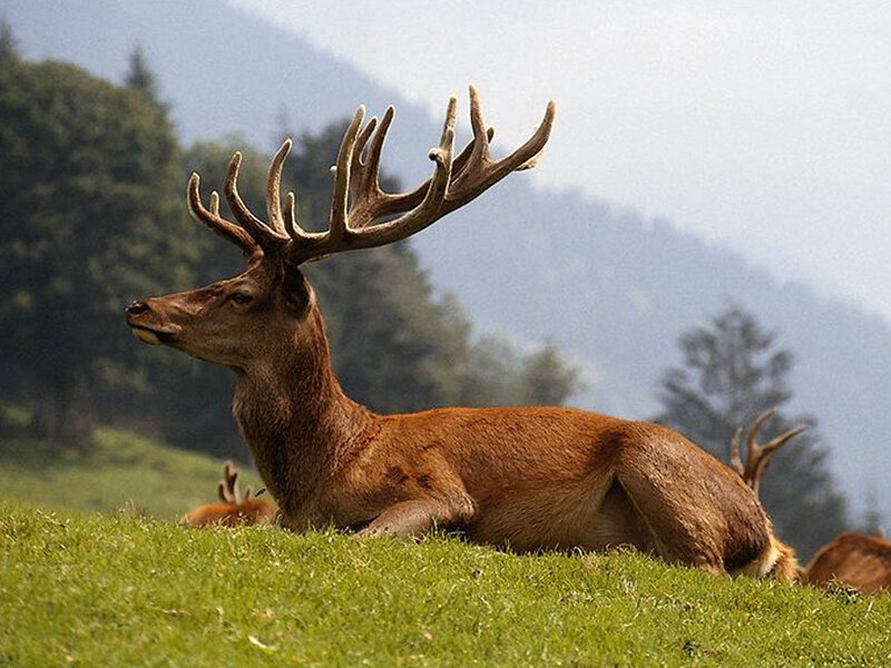 Stag with Large Antlers — Green, Serene
