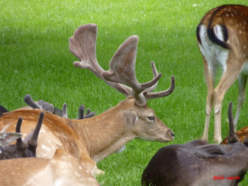 Stag with Large Antlers — Green