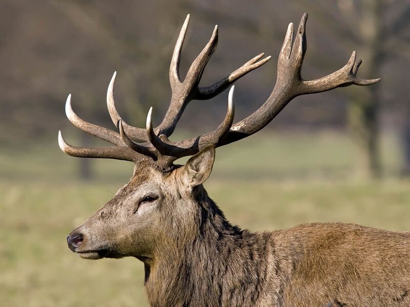 stag with large antlers