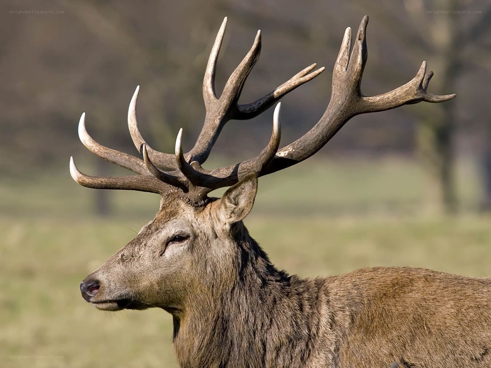 stag with large antlers