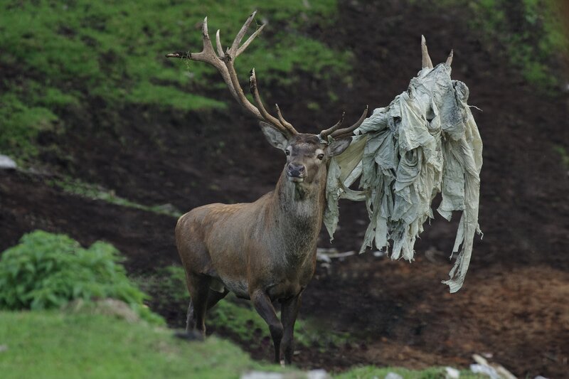 Stag with Plastic Debris