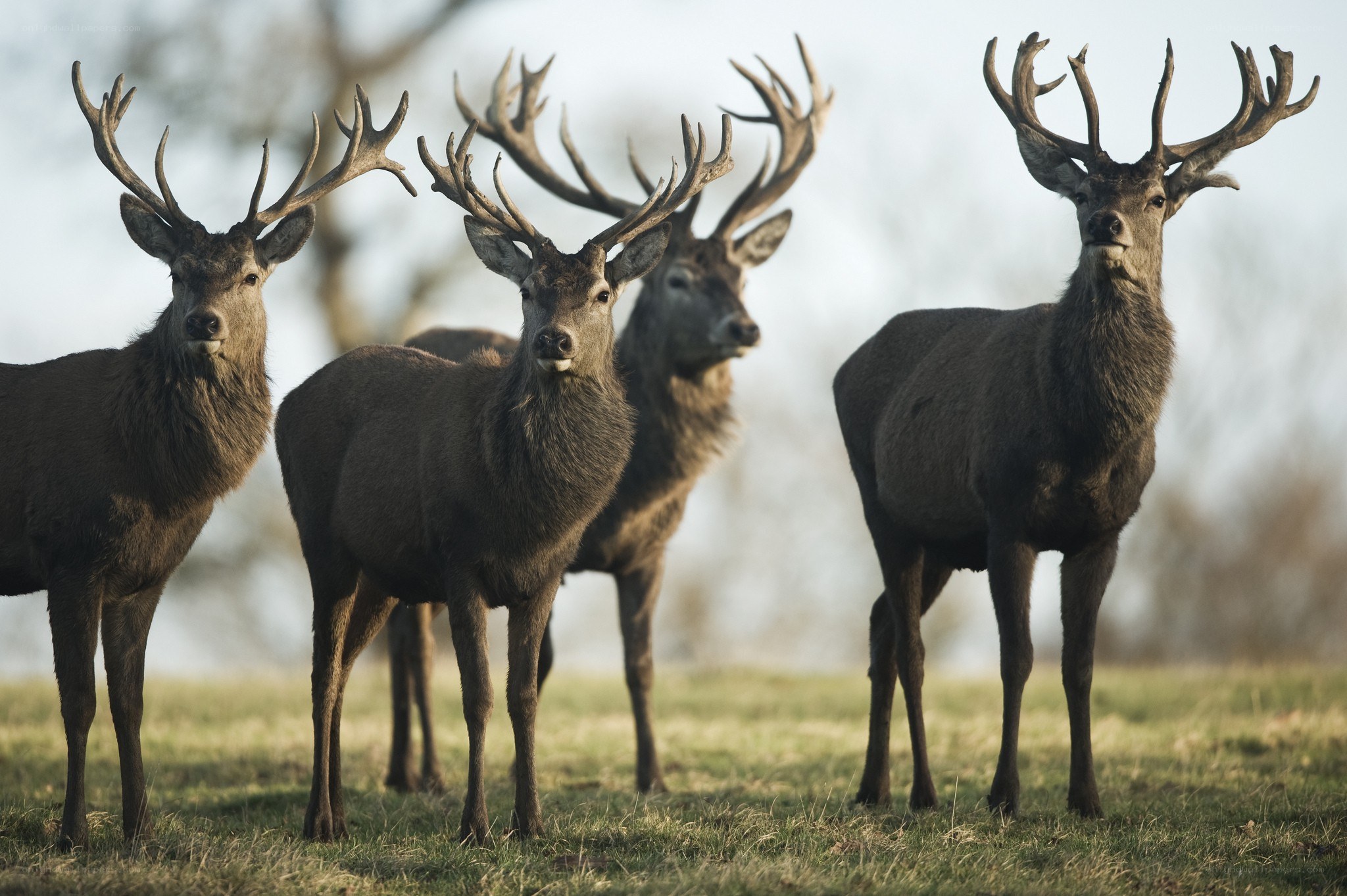 stags in a field