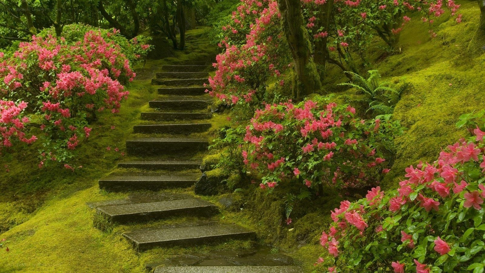 Stairway through a mossy garden