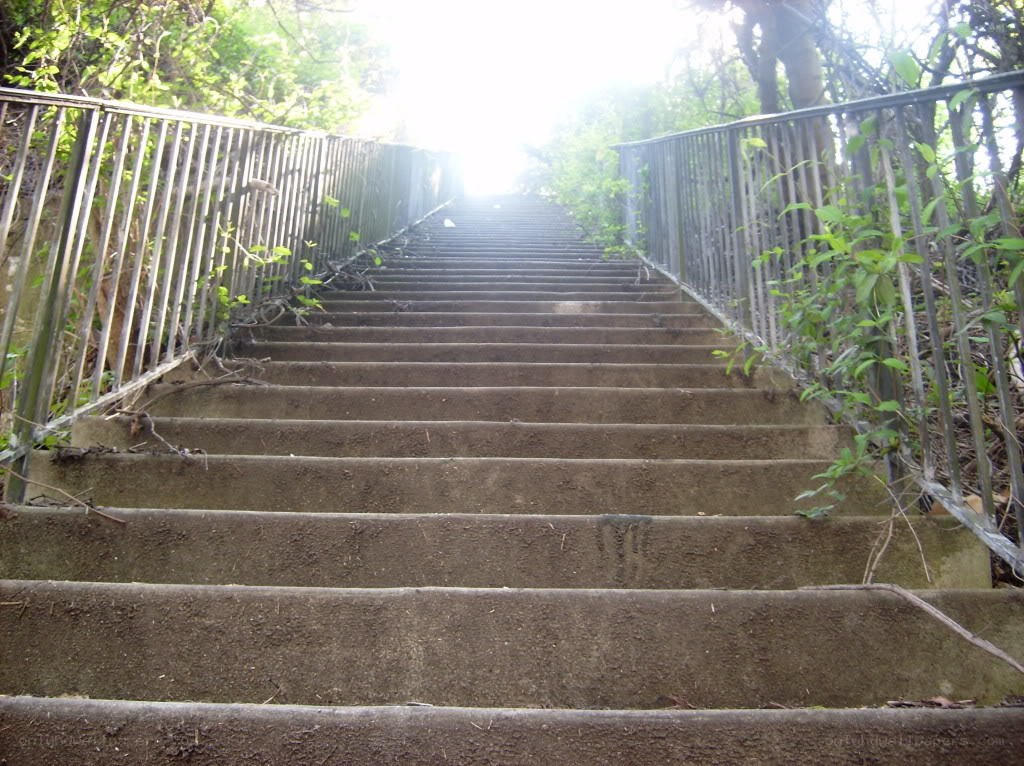 Stairway through overgrown foliage