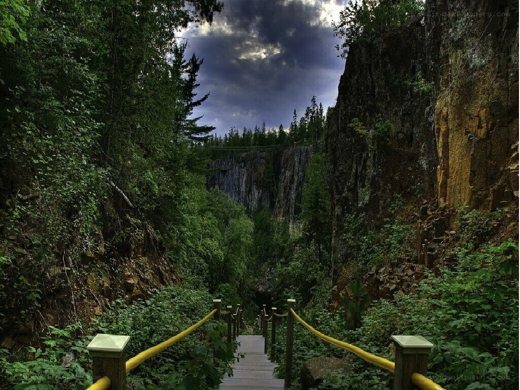 Stairway to a forest canyon