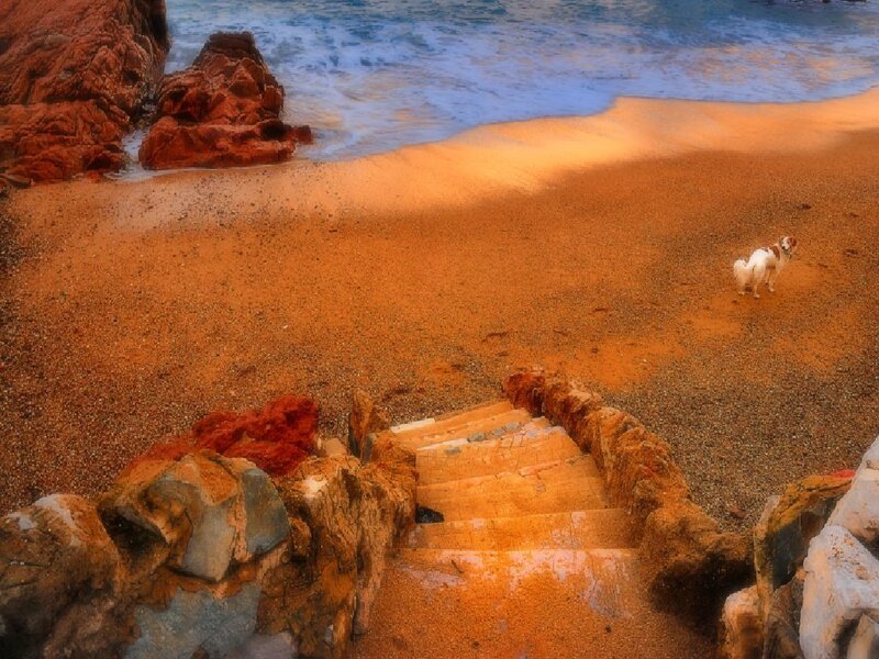 Stairway to the beach with dog