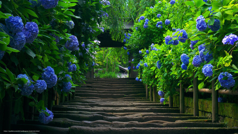 Stairway with hydrangea flowers