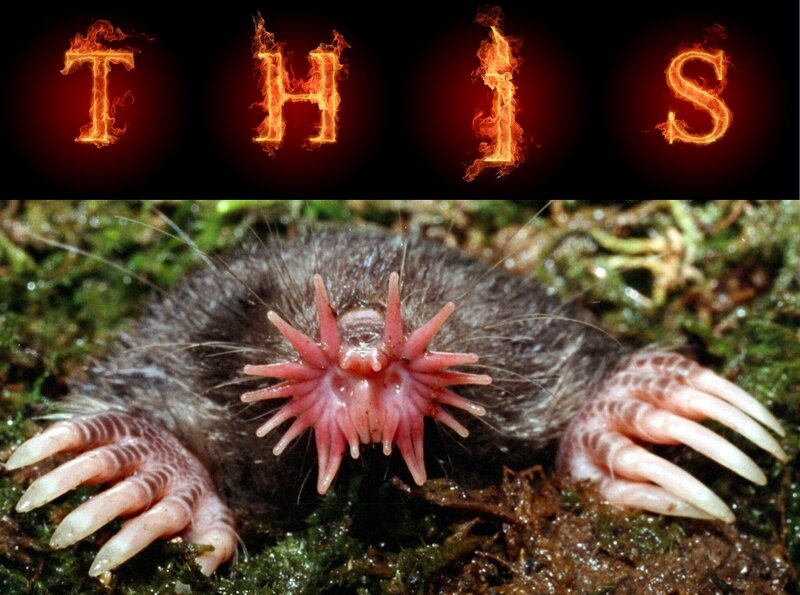 Star-nosed mole close-up