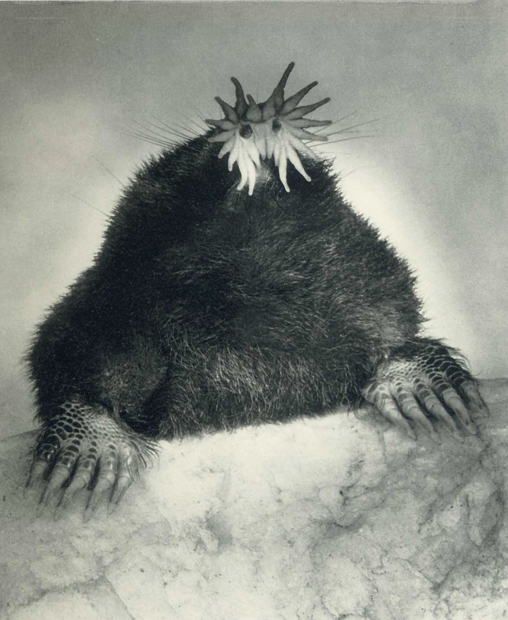 Star-nosed mole portrait