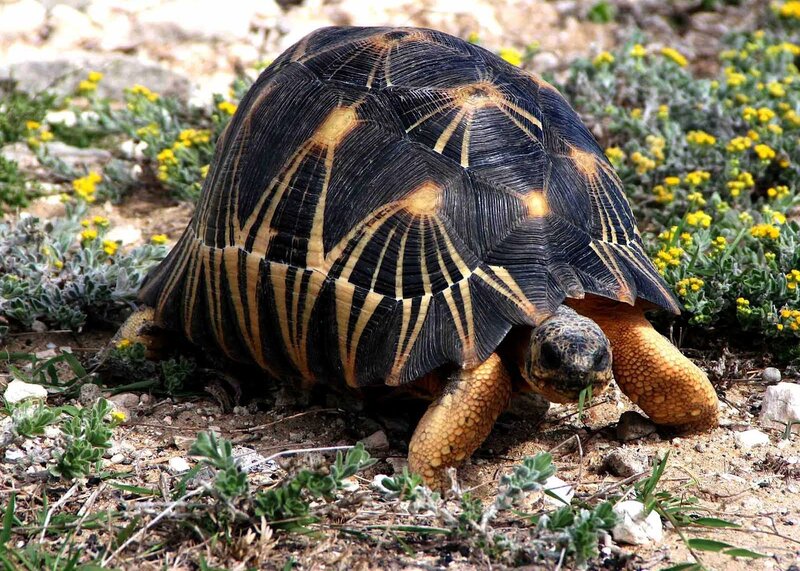 Star-patterned Tortoise — Black